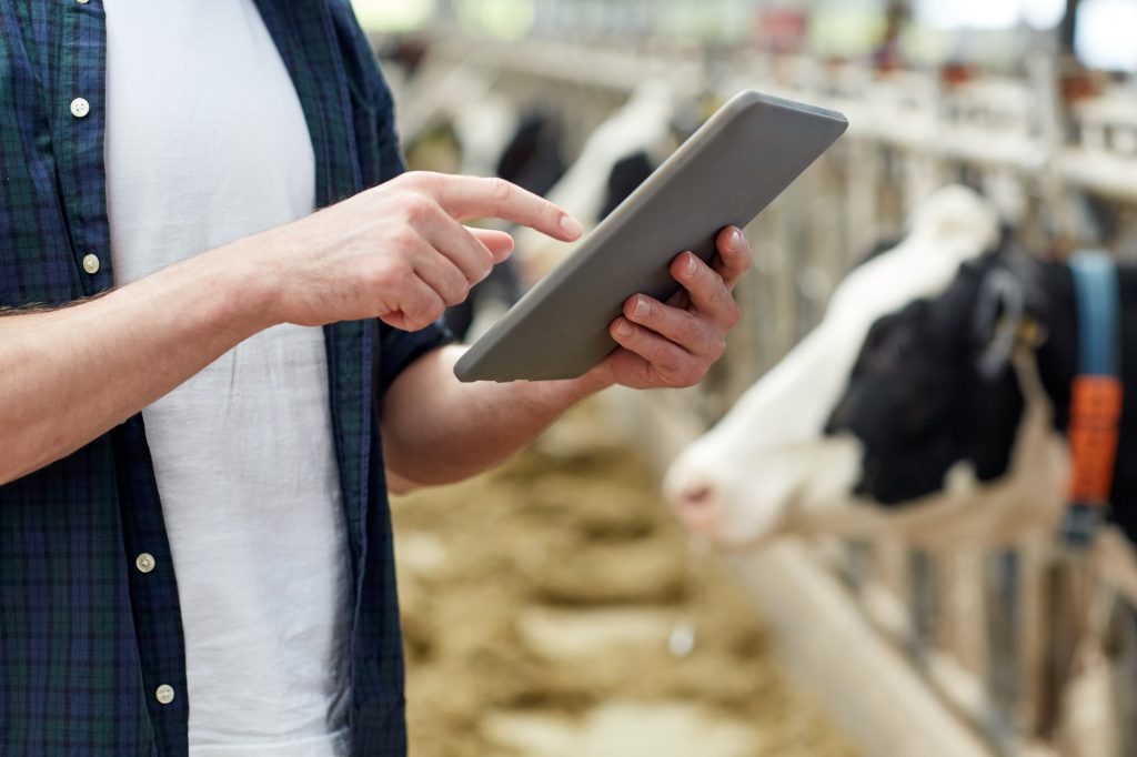 man with tablet pc and cows on dairy farm