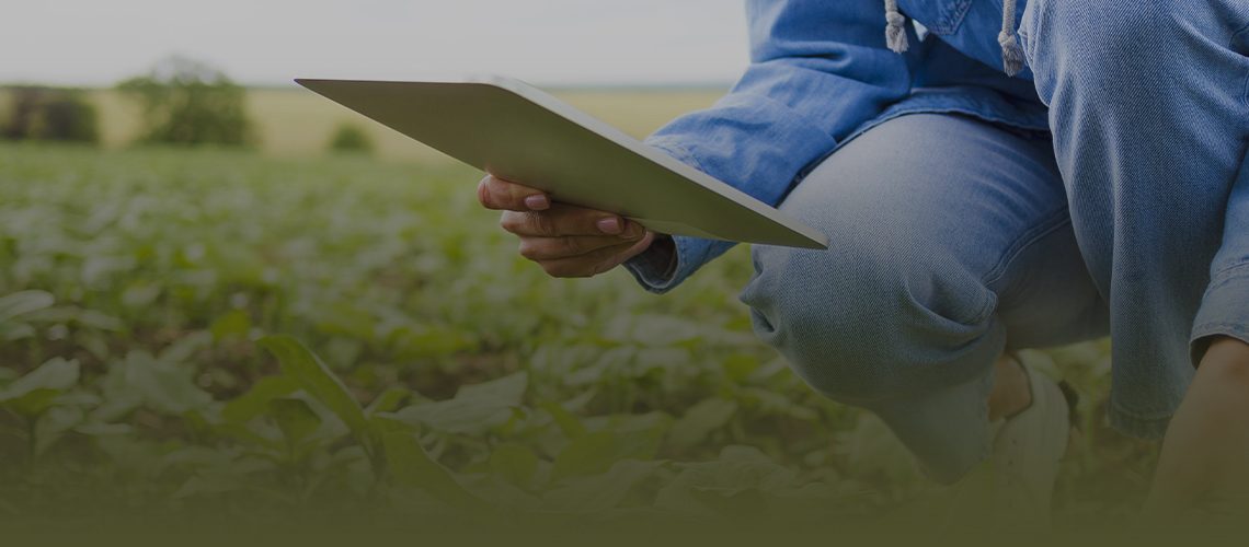 Portrait of senior hardworking farmer agronomist standing in soybean field checking crops before harvest.